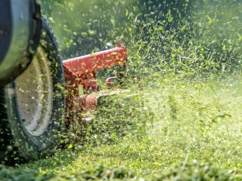 Rasen wird gem&auml;ht, dabei fliegen die Grasshalme durch die Luft.