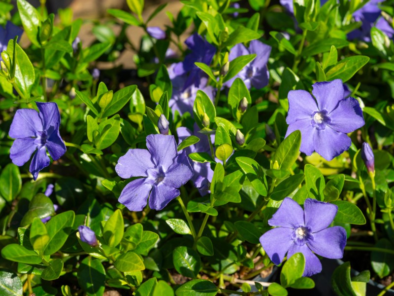 Blaue Bl&uuml;ten der Staude Immergr&uuml;n.