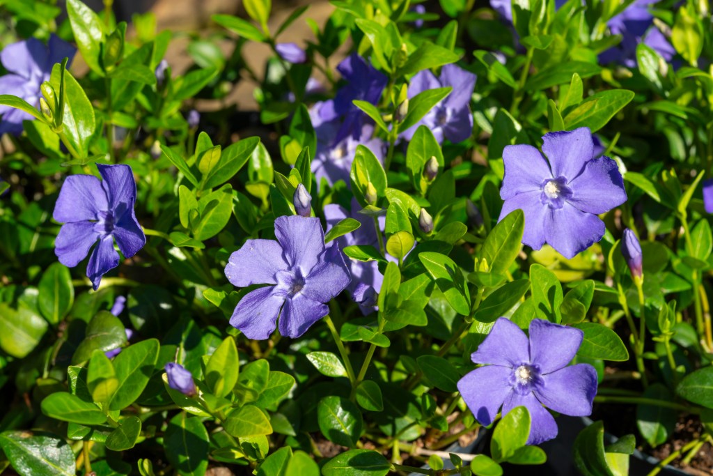 Blaue Bl&uuml;ten der Staude Immergr&uuml;n.
