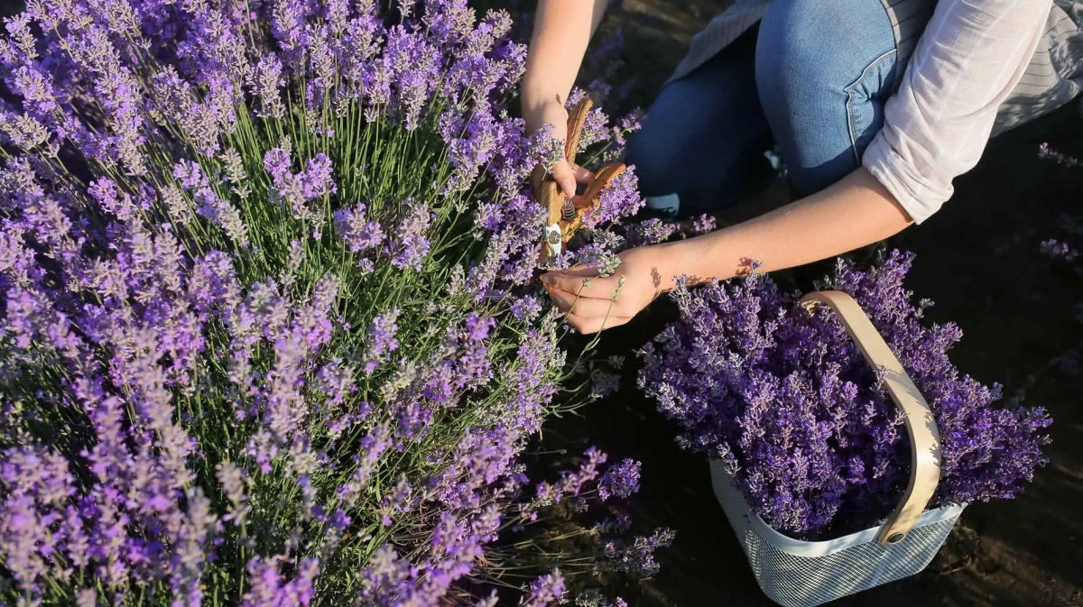 Frau erntet Lavendel im Garten.