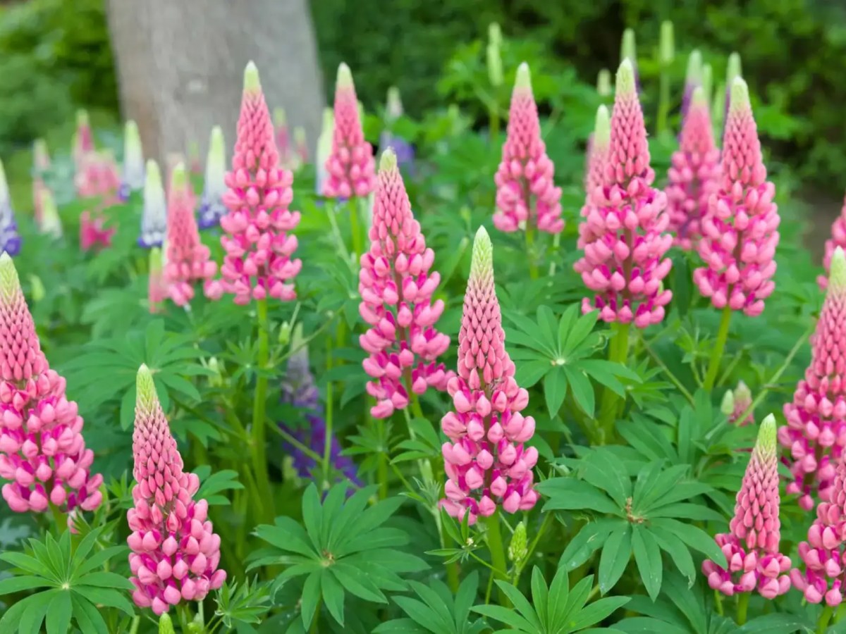 Pinke Lupinen
