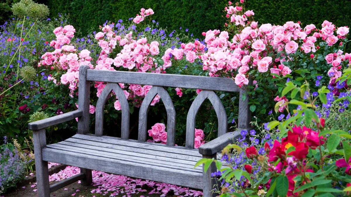 Vorgarten mit einer Bank und verschiedenen bunten Blumen unter anderem Rosen.