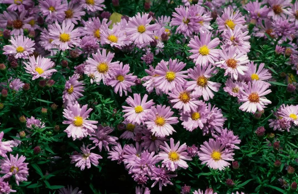Rosa Astern