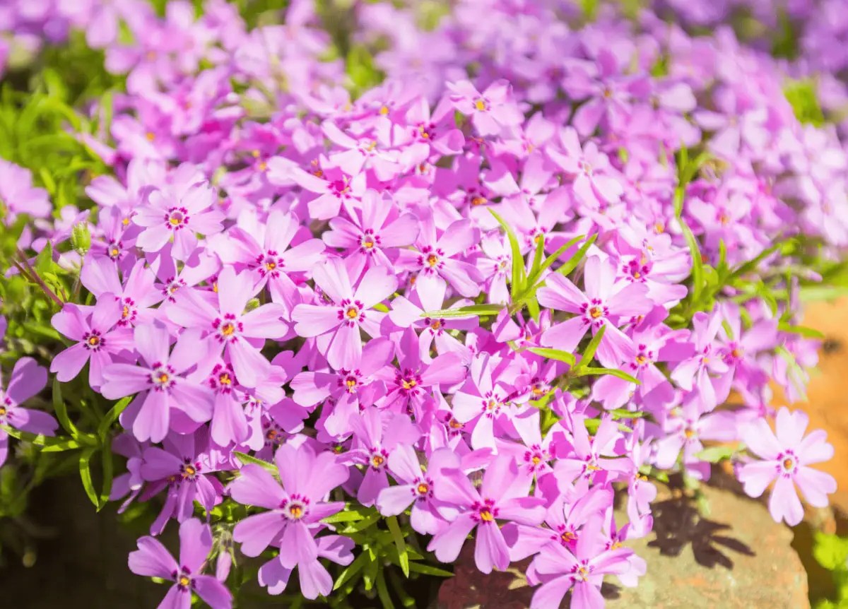 Pinker Bodendecker-Phlox.