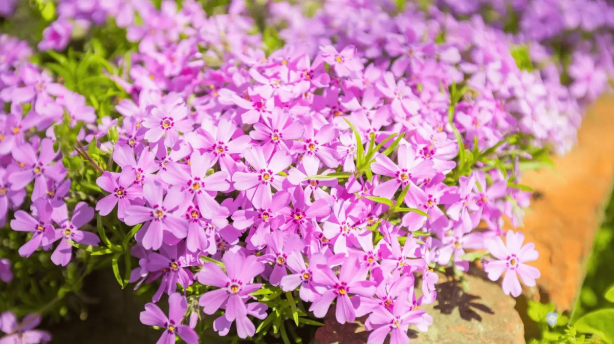Pinker Bodendecker-Phlox.