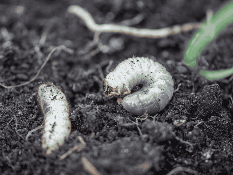 Engerlinge in der Erde von einem Garten.