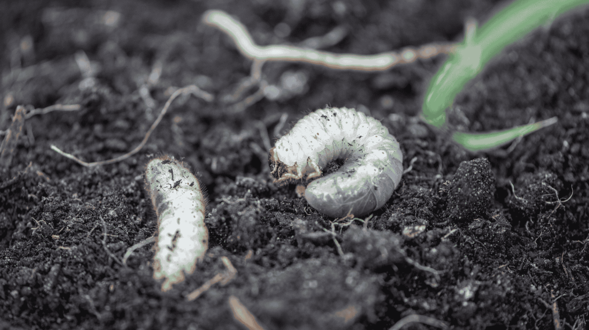 Engerlinge in der Erde von einem Garten.