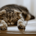 Katze schl&auml;ft auf Sessel.