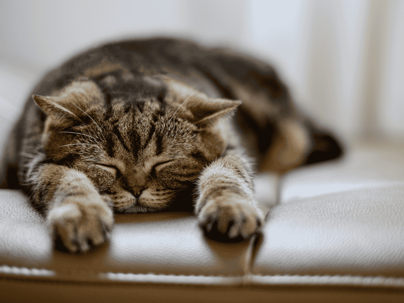 Katze schl&auml;ft auf Sessel.
