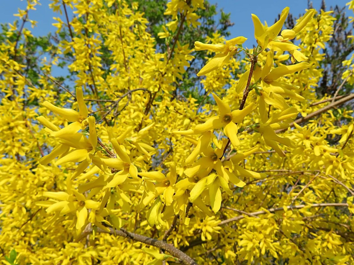 forsythia