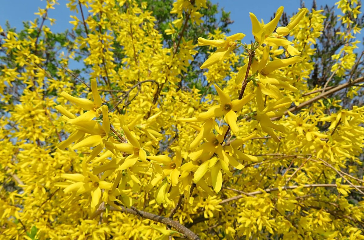 forsythia