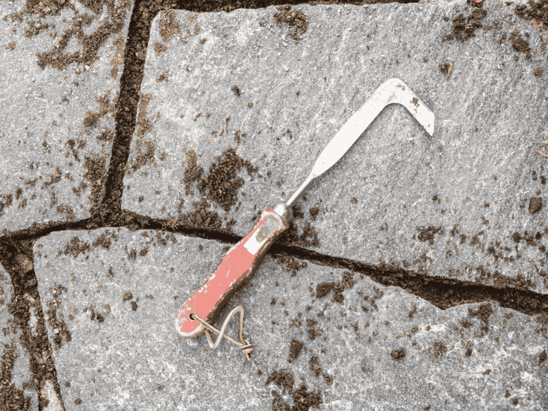 Kratzer liegt auf sauberen Pflastersteinen von Terrasse.