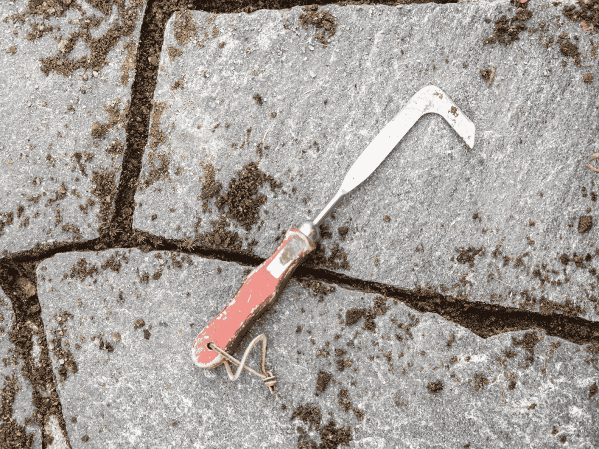 Kratzer liegt auf sauberen Pflastersteinen von Terrasse.