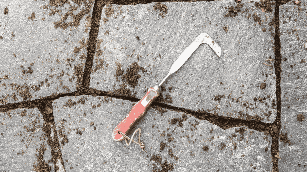 Kratzer liegt auf sauberen Pflastersteinen von Terrasse.