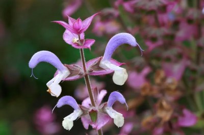 Herbst Salbei Bl&uuml;ten in Lila und Wei&szlig;