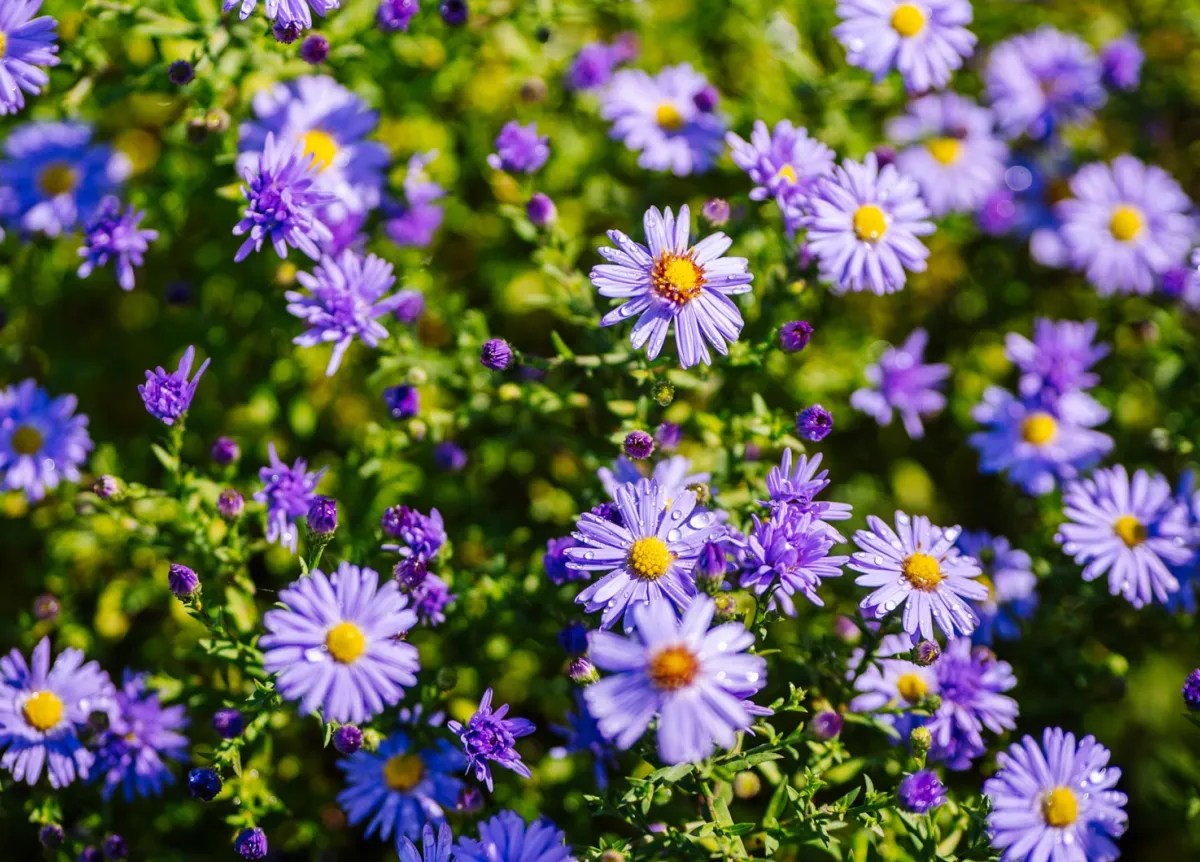 Lila Herbstastern im Garten