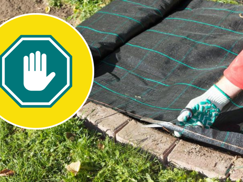 Hand schneidet Unkrautvlies f&uuml;r Staudenbeet.
