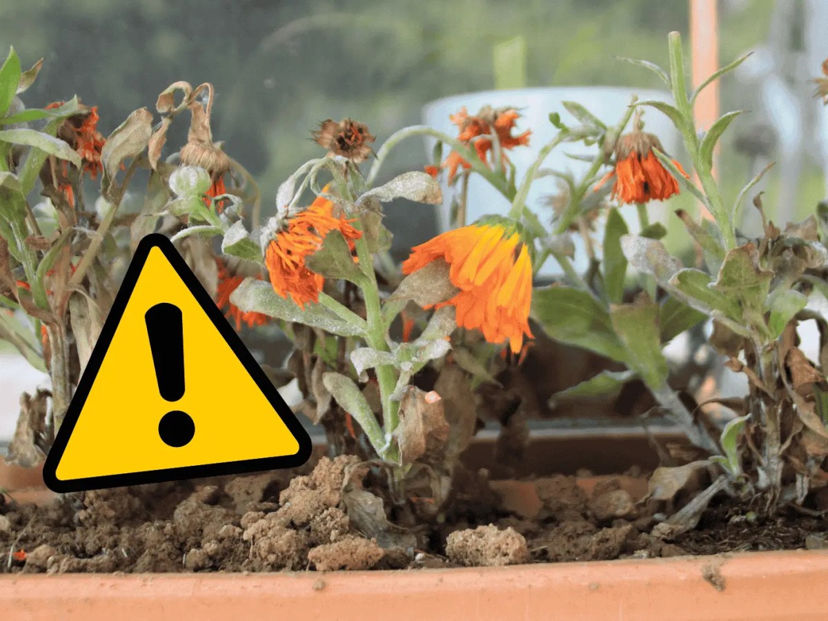 Vertrocknete Blumen in einem Balkonkasten.