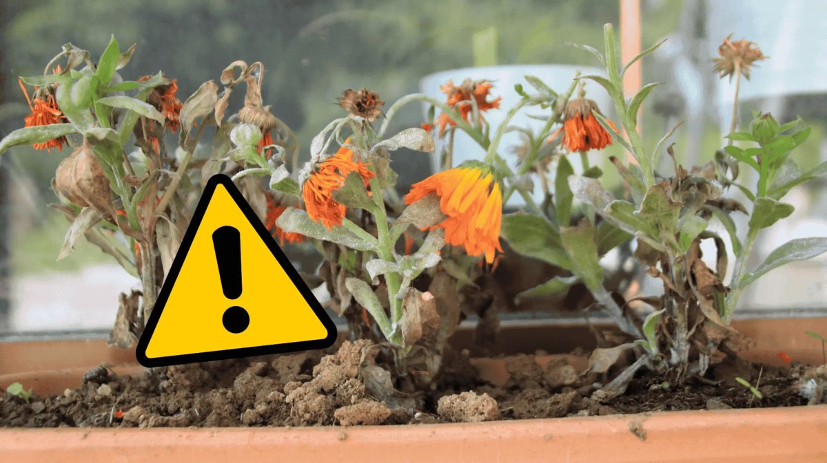 Vertrocknete Blumen in einem Balkonkasten.