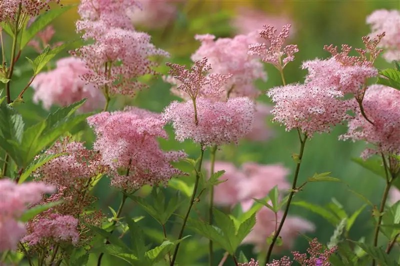 rosa spierstaude