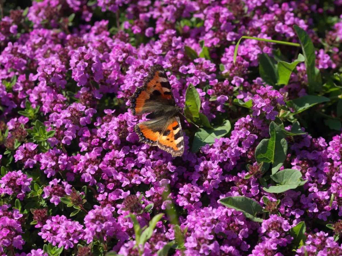 blühender Teppich-Thymian.