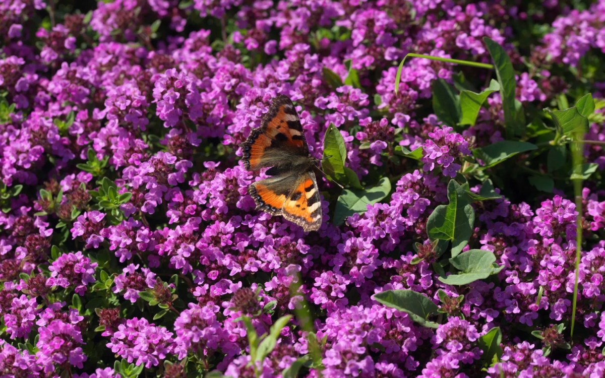 blühender Teppich-Thymian.