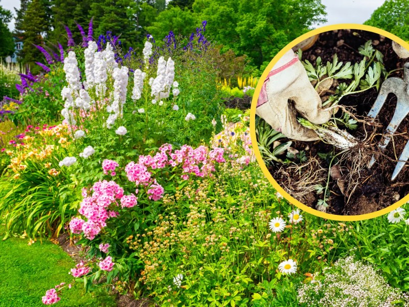 Staudenbeet, darauf Kreis mit Foto, das Unkraut jäten zeigt