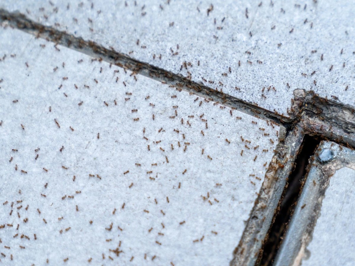 Ameisennest auf der Terrasse? Mit diesen Hausmitteln wirst du sie schonend los