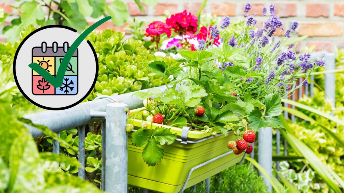 Lavendel und Erdbeeren in einem Balkonkübel umgeben von grünen Pflanzen. Links oben ist eine Grafik, die alle vier Jahreszeiten darstellt. Darüber liegt ein grüner Haken.
