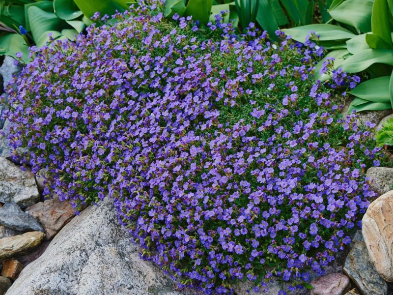 Lilafarbenes Blaukissen wächst über Felsen in einem Garten. Darüber sind weitere grüne Pflanzen.