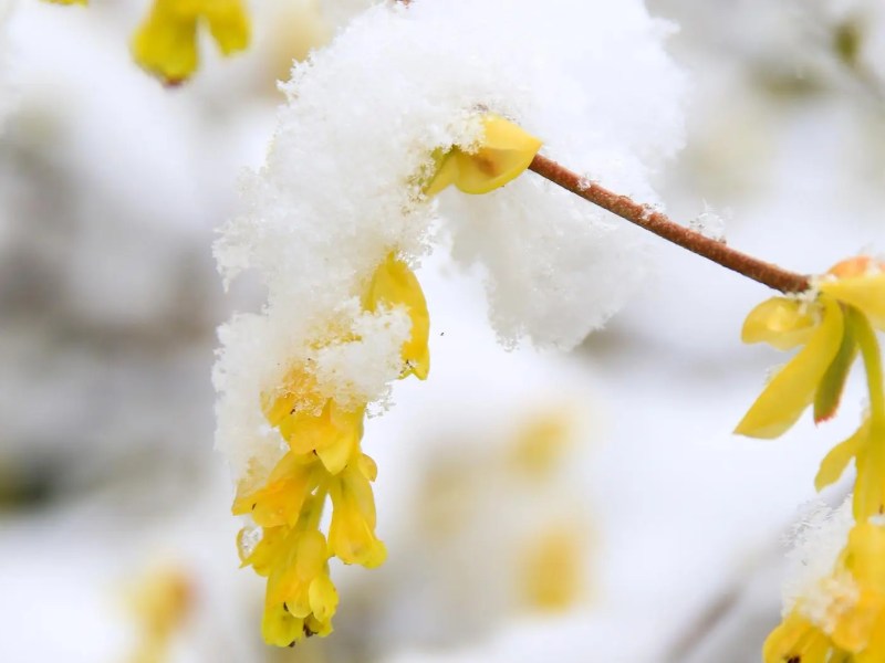 Gelbe Bl&uuml;ten am Baum sind vereist.