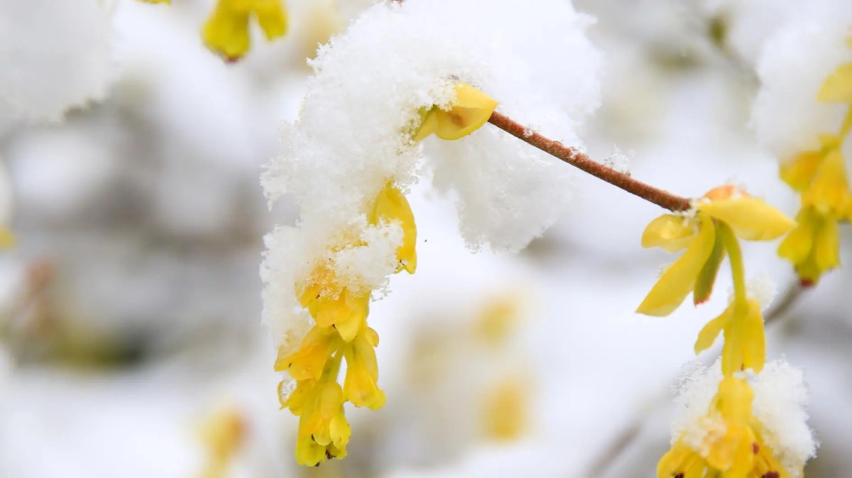 Gelbe Blüten am Baum sind vereist.