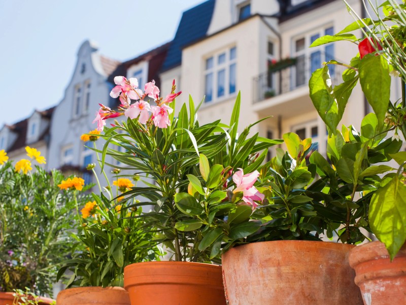 Blumen in K&uuml;beln auf einem st&auml;dtischen Balkon