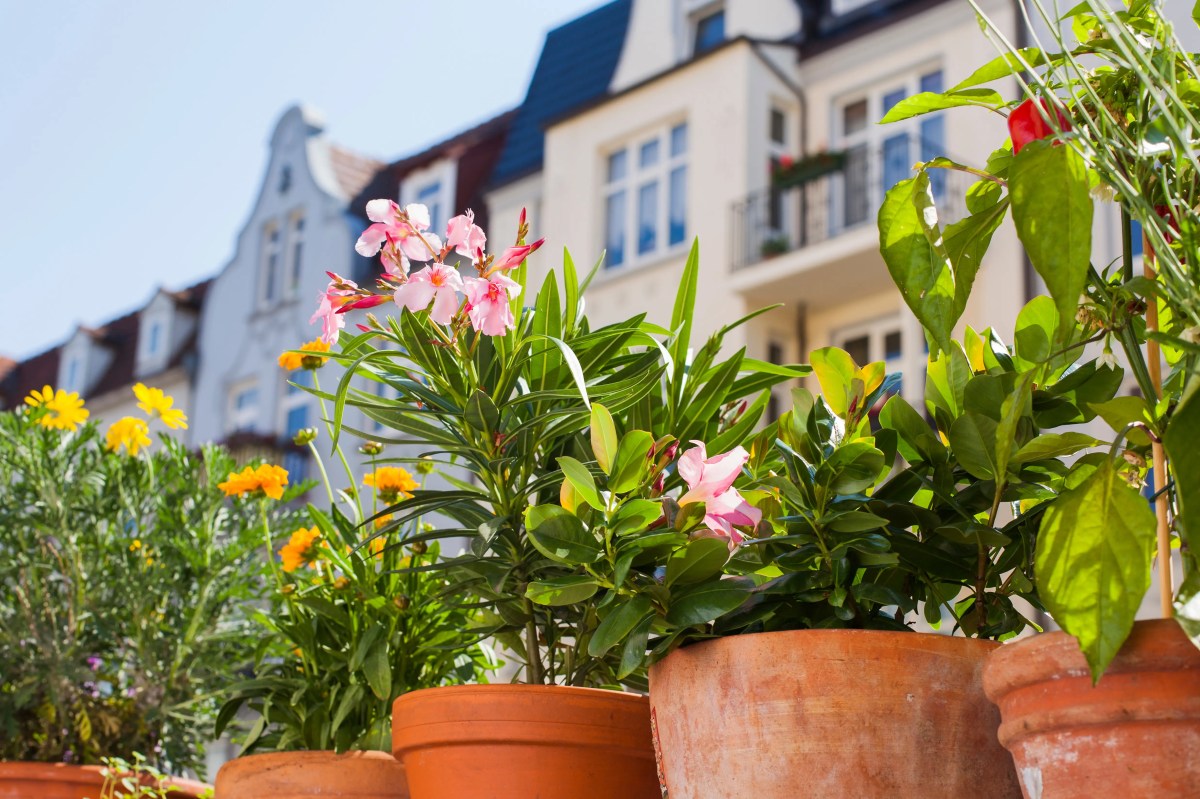Blumen in Kübeln auf einem städtischen Balkon