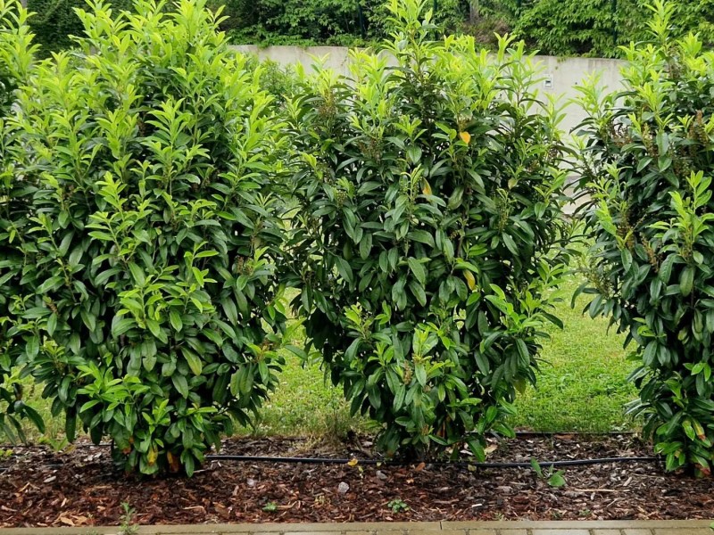 Ein paar junge Sichtschutzpflanzen stehen nebeneinander und bilden eine noch l&uuml;ckenhafte Hecke.