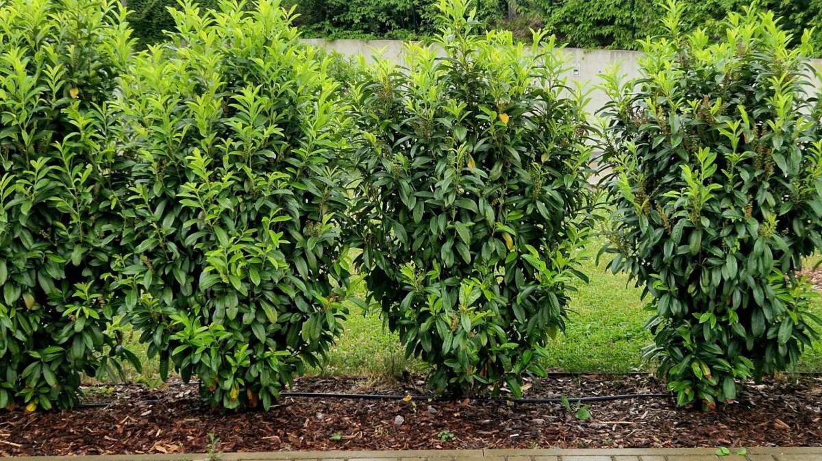 Ein paar junge Sichtschutzpflanzen stehen nebeneinander und bilden eine noch lückenhafte Hecke.