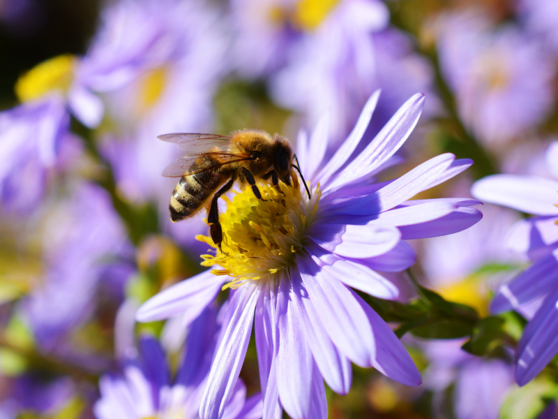 lila astern als bienenfreundliche stauden