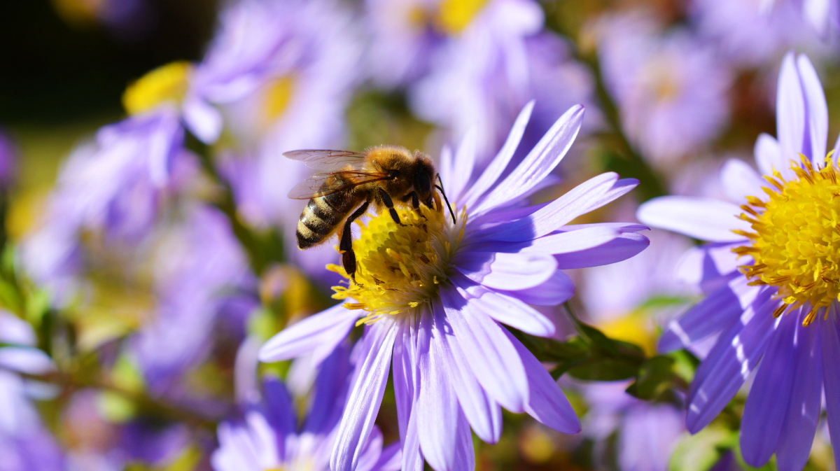 lila astern als bienenfreundliche stauden