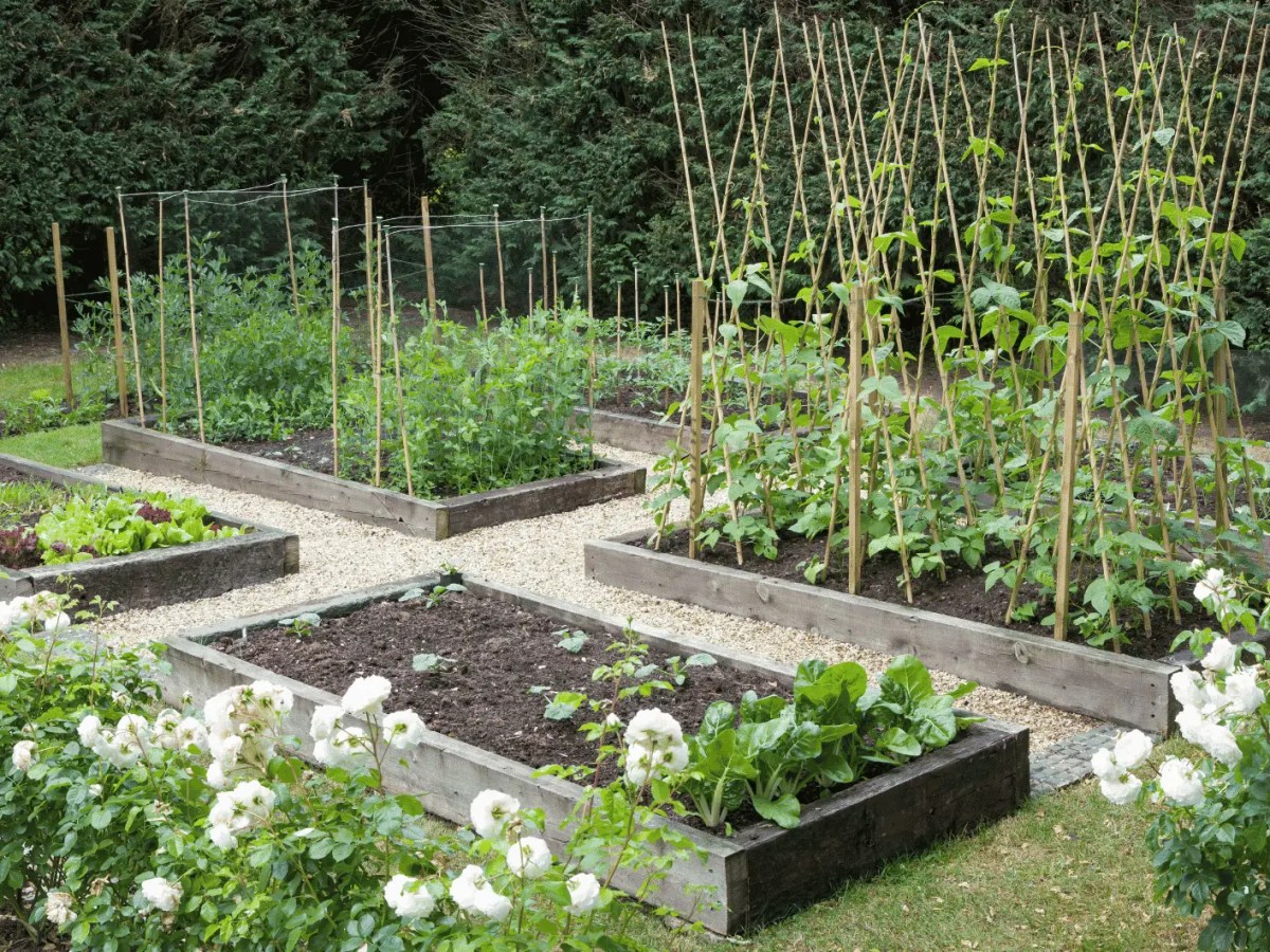 Ein Gemüsebeet im Garten.