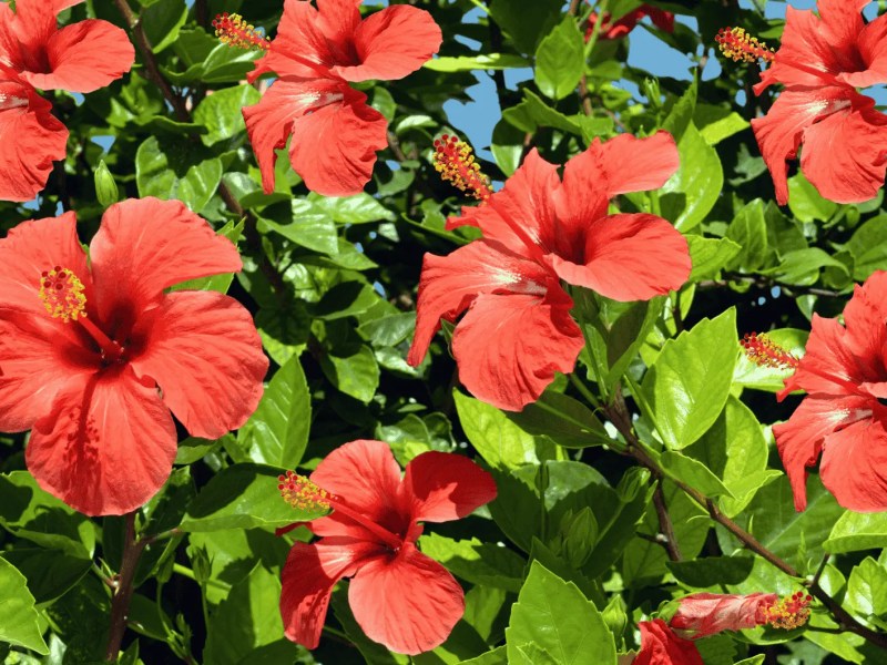 Ein blühender Hibiskus im Garten.