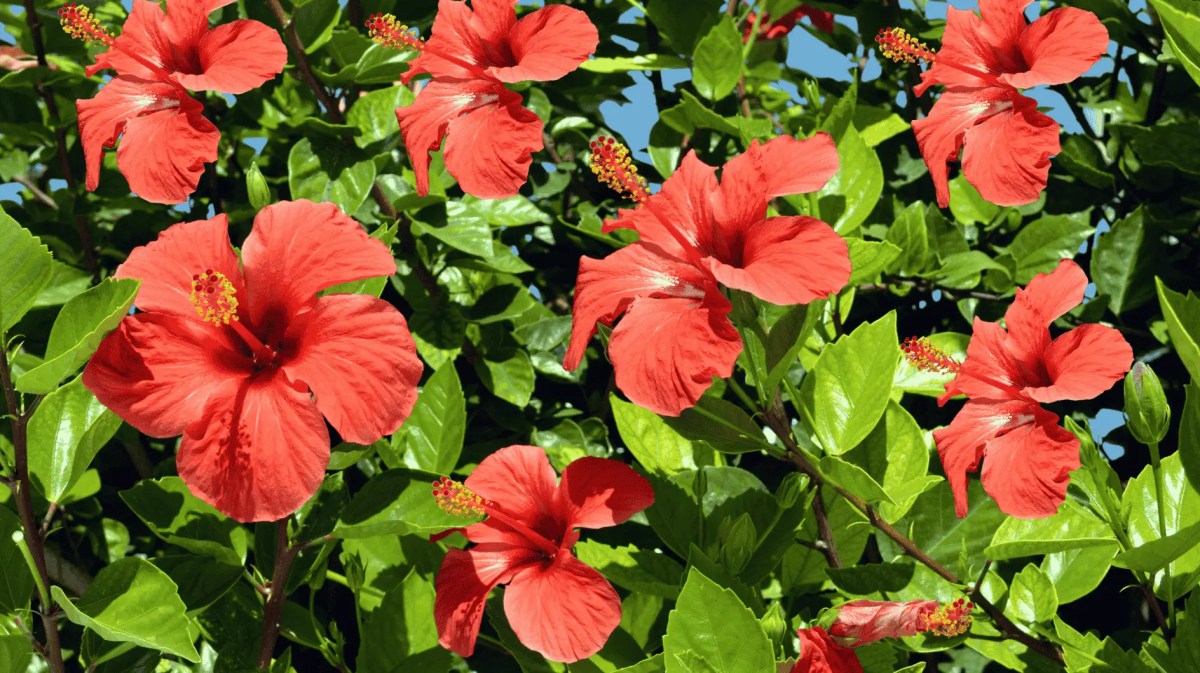 Ein blühender Hibiskus im Garten.