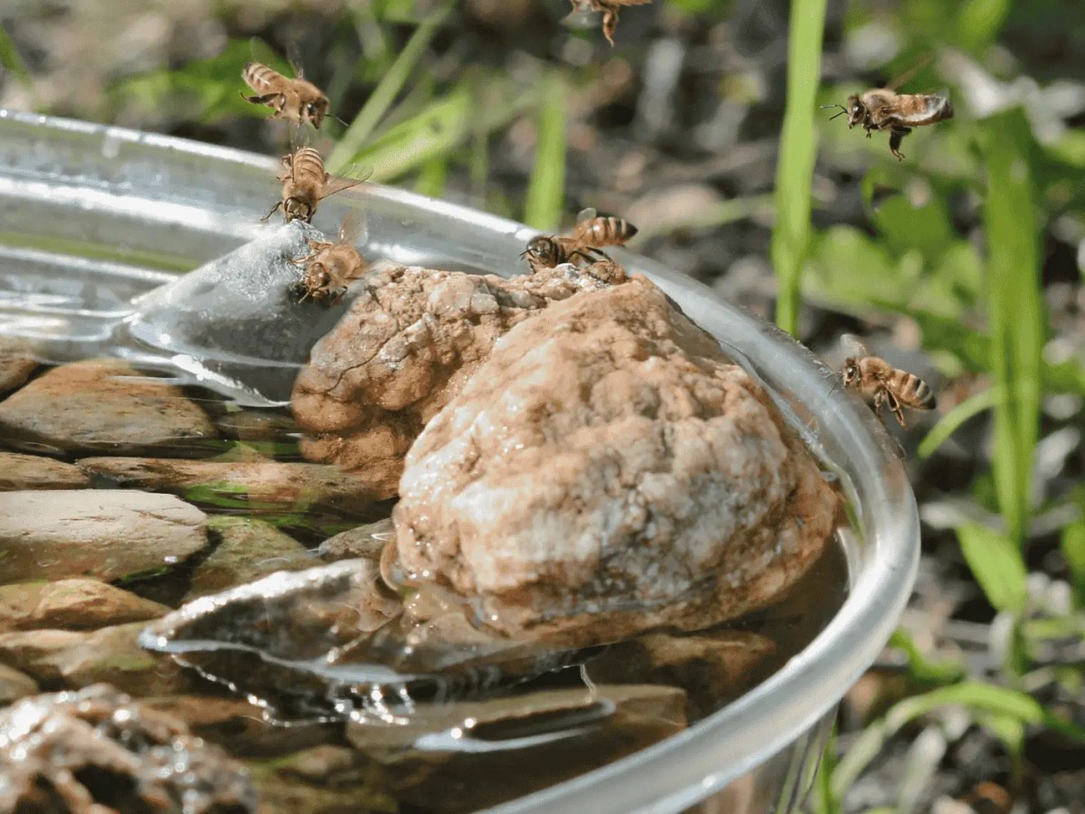 Vogeltr&auml;nke im Garten, auf dem Bienen landen.