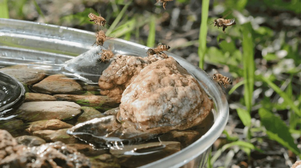 Vogeltränke im Garten, auf dem Bienen landen.
