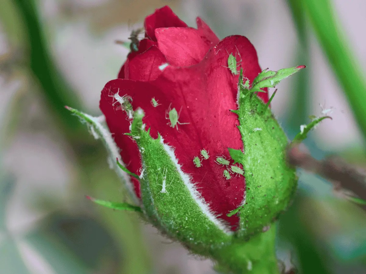 Geschlossene Rose, auf denen sich Blattläuse tummeln.