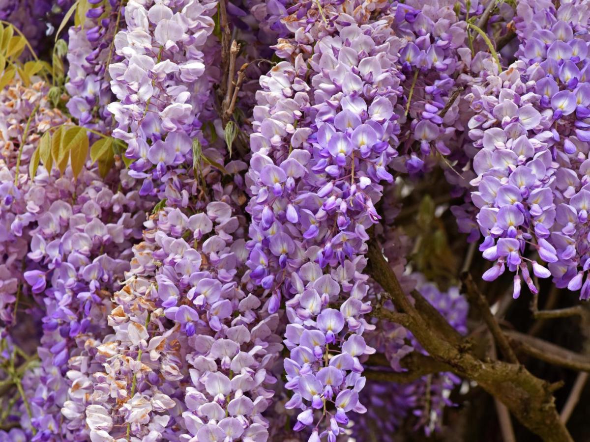 Blauregen im Garten.