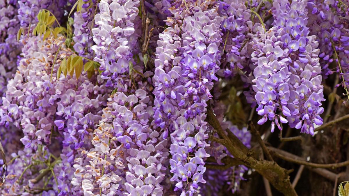 Blauregen im Garten.