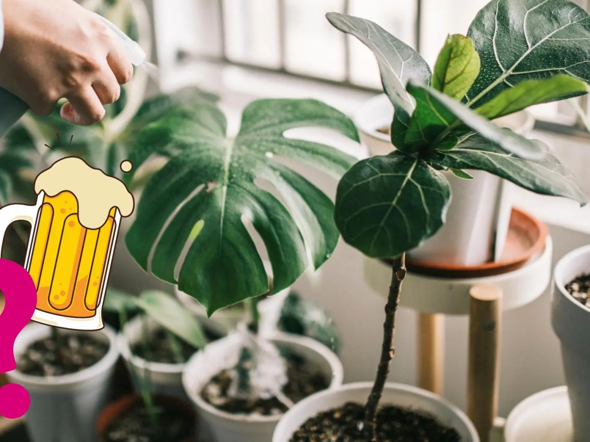 Frau besprüht Monstera-Pflanzen mit Wasser. Unten links im Bild-Vordergrund befindet sich ein gezeichnetes Bier und eine Fragezeichen im Comic-Look.