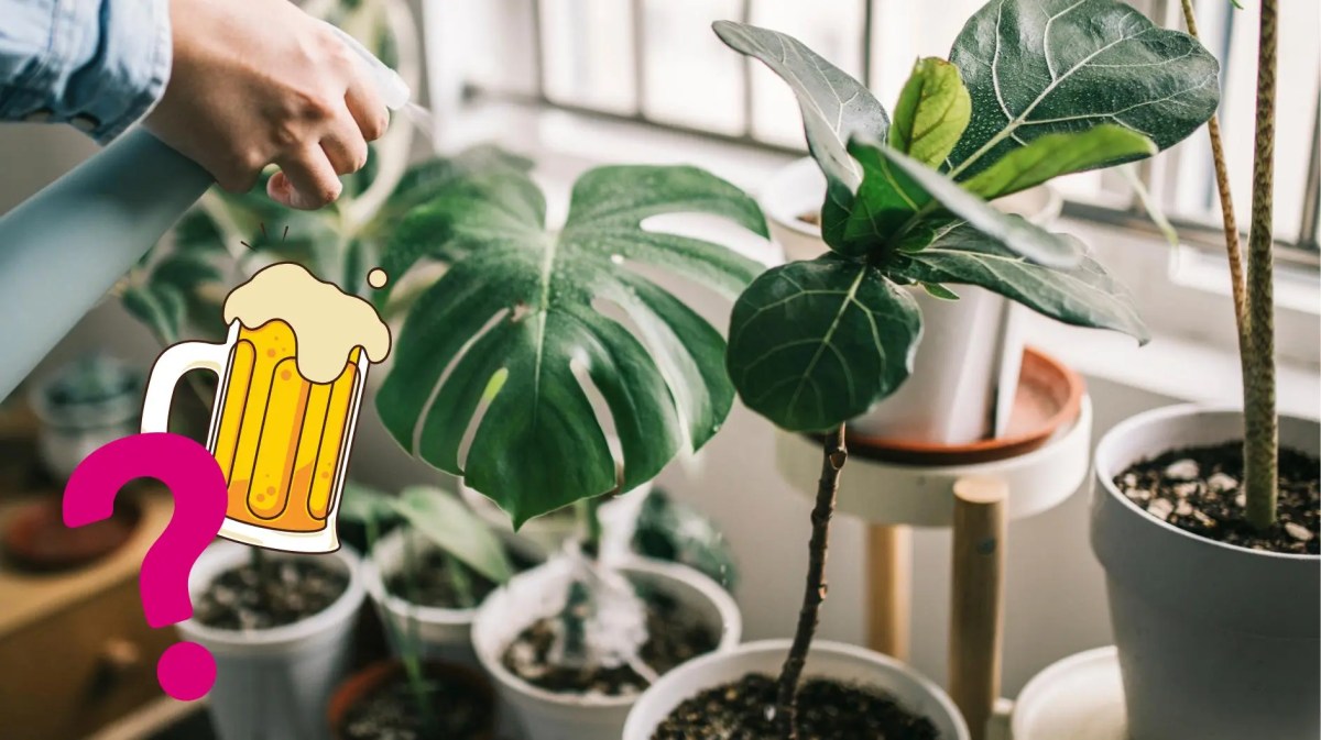 Frau besprüht Monstera-Pflanzen mit Wasser. Unten links im Bild-Vordergrund befindet sich ein gezeichnetes Bier und eine Fragezeichen im Comic-Look.