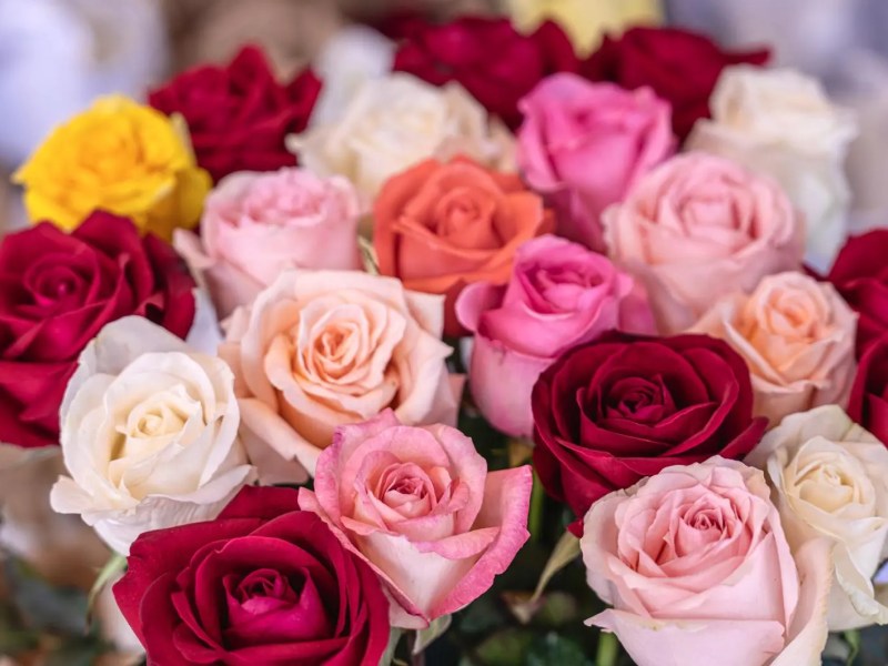 Verschieden farbige Rosen.