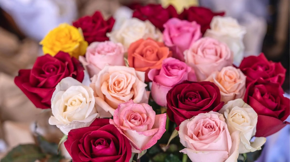 Verschieden farbige Rosen.